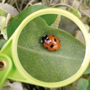 ESSCHERT Kids - Vergrootglas - Groen - 6,5x1,8x15,4 Cm